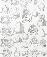 Picture 50 of 91 from (Band 2): Atlas (1857), leaf 87
