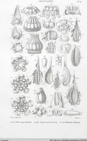 Picture 51 of 91 from (Band 2): Atlas (1857), leaf 91