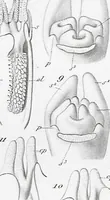 Picture 52 of 91 from (Band 2): Atlas (1857), leaf 93