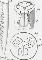 Picture 53 of 91 from (Band 2): Atlas (1857), leaf 93