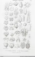 Picture 54 of 91 from (Band 2): Atlas (1857), leaf 94