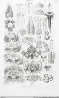 An illustration from (Band 2): Atlas (1857)