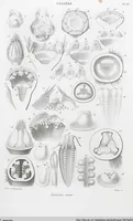 Picture 56 of 91 from (Band 2): Atlas (1857), leaf 97