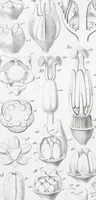 Picture 57 of 91 from (Band 2): Atlas (1857), leaf 99