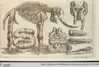 An illustration from D. Georg. Christoph. Petri ab Hartenfelß/ Consiliarii Et Archiatri Moguntini &c. &c. Elephantographia Curiosa: Cui Accessit Ejusdem Auctoris Oratio Panegyrica De Elephantis, Publice In Actu Doctorali Erfordiæ Habita; Nec Non Justi Lipsii Epistola De Eodem Argumento Erudite Conscripta: In Fine Adjectus Est Index Rerum Notabilium Locupletissimus