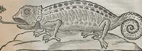 An illustration from Prodomo Apologetico alli Studi Chircheriani: Opera di Gioseffo Petrucci ..., Nella quale con un'apparato di Saggi diversi, si dà prova dell'esquisito Studio ha tenuto ... Atanasio Chircher, Circa il credere all'opinioni degli Scrittori ... (1677)