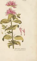 An illustration from (Centuria.I.) (1788)