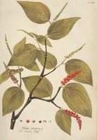An illustration from (Centuria.I.) (1788)