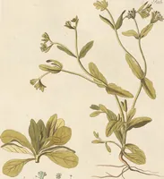 An illustration from (Centuria.I.) (1788)