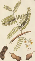 An illustration from (Centuria.I.) (1788)