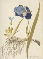An illustration from (Centuria.I.) (1788)