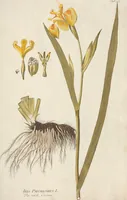 An illustration from (Centuria.I.) (1788)