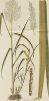 An illustration from (Centuria.I.) (1788)