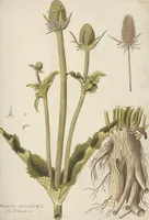 An illustration from (Centuria.I.) (1788)