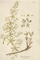 An illustration from (Centuria.I.) (1788)