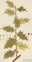 An illustration from (Centuria.I.) (1788)