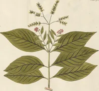 An illustration from (Centuria.I.) (1788)