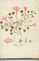 Picture 20 of 22 from (Centuria.I.) (1788), leaf 271