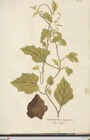 An illustration from (Centuria.I.) (1788)