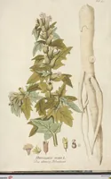 An illustration from (Centuria.I.) (1788)