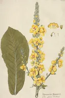 Picture 3 of 44 from (Centuria II.) (1789), leaf 105