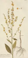 An illustration from (Centuria II.) (1789)