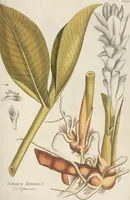 An illustration from (Centuria II.) (1789)