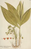 An illustration from (Centuria II.) (1789)