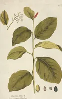 An illustration from (Centuria II.) (1789)