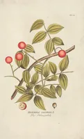 Picture 11 of 44 from (Centuria II.) (1789), leaf 123