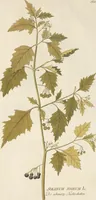An illustration from (Centuria II.) (1789)