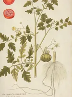 Picture 13 of 44 from (Centuria II.) (1789), leaf 131