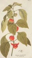 An illustration from (Centuria II.) (1789)