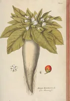 An illustration from (Centuria II.) (1789)