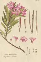 Picture 18 of 44 from (Centuria II.) (1789), leaf 145