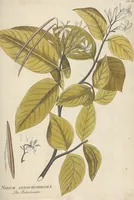 An illustration from (Centuria II.) (1789)