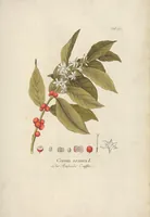 Picture 20 of 44 from (Centuria II.) (1789), leaf 149