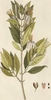 An illustration from (Centuria II.) (1789)
