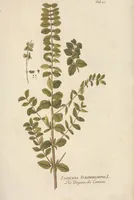 An illustration from (Centuria II.) (1789)