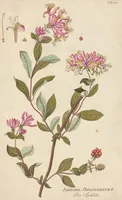 An illustration from (Centuria II.) (1789)