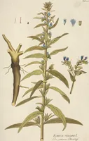 An illustration from (Centuria II.) (1789)