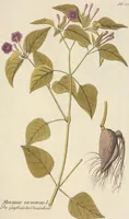 An illustration from (Centuria II.) (1789)