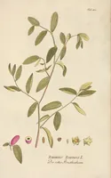 An illustration from (Centuria II.) (1789)