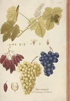 An illustration from (Centuria II.) (1789)