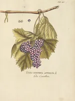 An illustration from (Centuria II.) (1789)