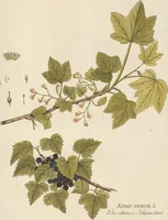 An illustration from (Centuria II.) (1789)