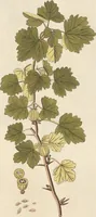 An illustration from (Centuria II.) (1789)