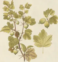 An illustration from (Centuria II.) (1789)