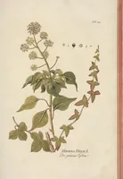 An illustration from (Centuria II.) (1789)