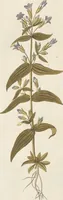 An illustration from (Centuria II.) (1789)